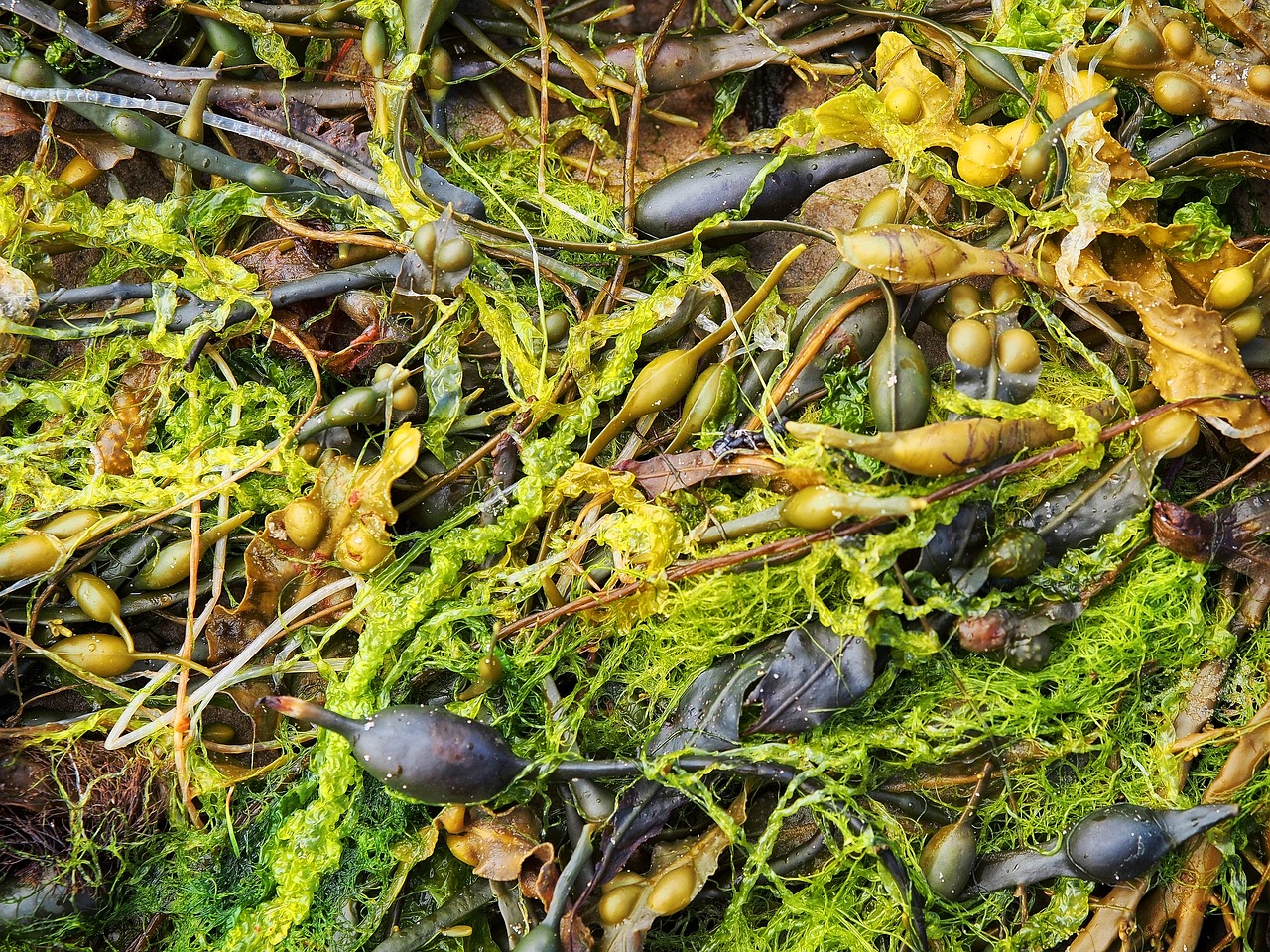 Can Seaweed Help to Offset Carbon Emissions?